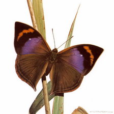 Схема вышивки «бабочка»