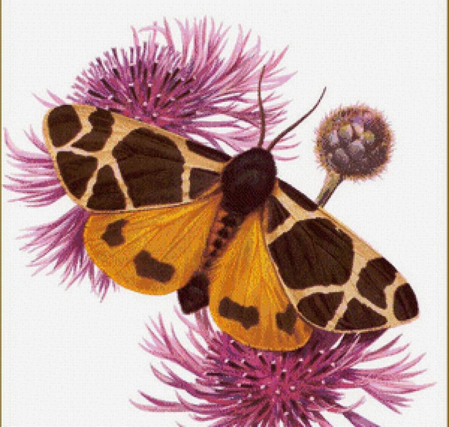 бабочка - бабочка, цветы - предпросмотр