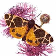 Схема вышивки «бабочка»