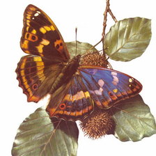 Схема вышивки «бабочка»