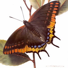 Схема вышивки «бабочка»