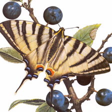 Схема вышивки «бабочка»