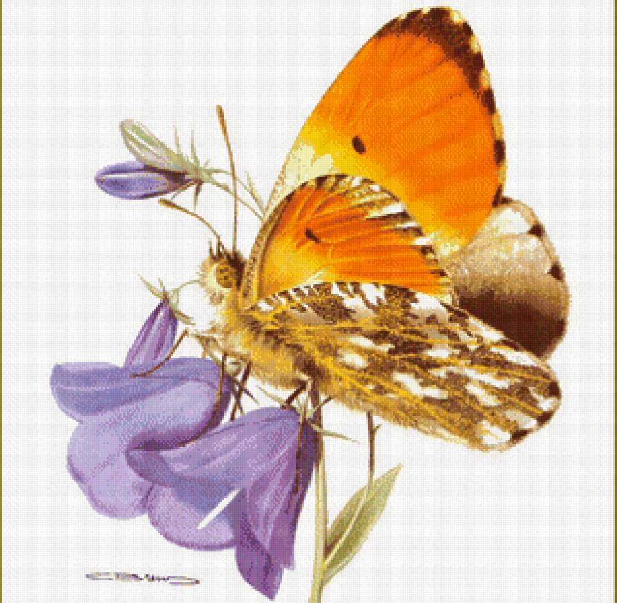 бабочка - цветы, бабочка - предпросмотр
