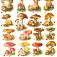 Схема вышивки «гриб»