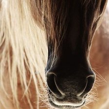 Схема вышивки «Лошадь»