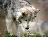 Схема вышивки «128»