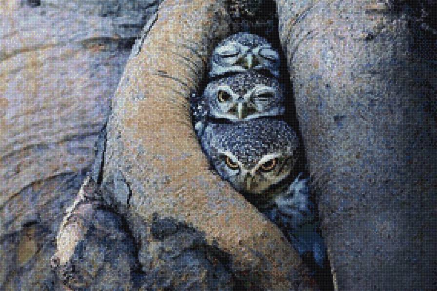Совята - птички, совята, птенцы, совы, птицы - предпросмотр