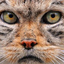 Схема вышивки «Манул»