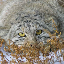 Схема вышивки «Манул»