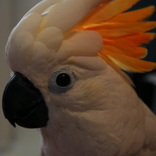 Схема вышивки «какаду»