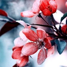 Схема вышивки «Цветы»