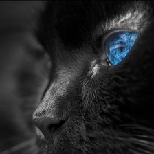 Схема вышивки «чёрный кот»