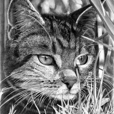 Схема вышивки «Котик»