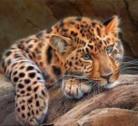 Схема вышивки «Тигр»