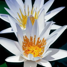 Схема вышивки «Лотос»