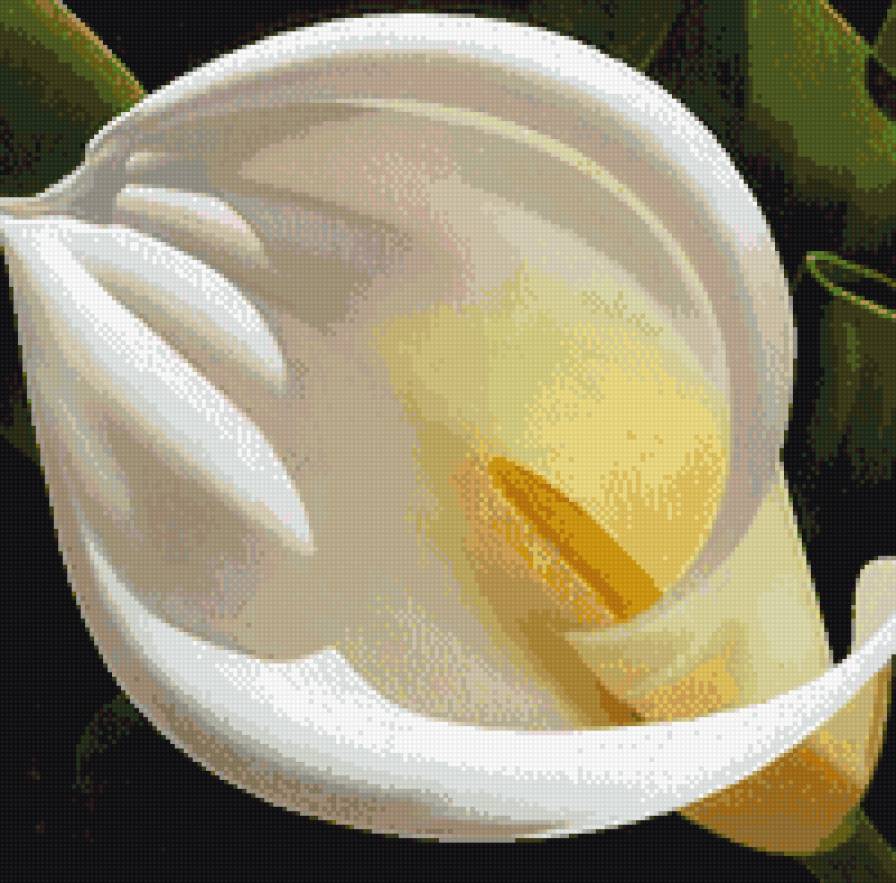 Калы - цветы, калы, природа - предпросмотр