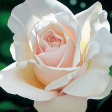 Схема вышивки «Роза»