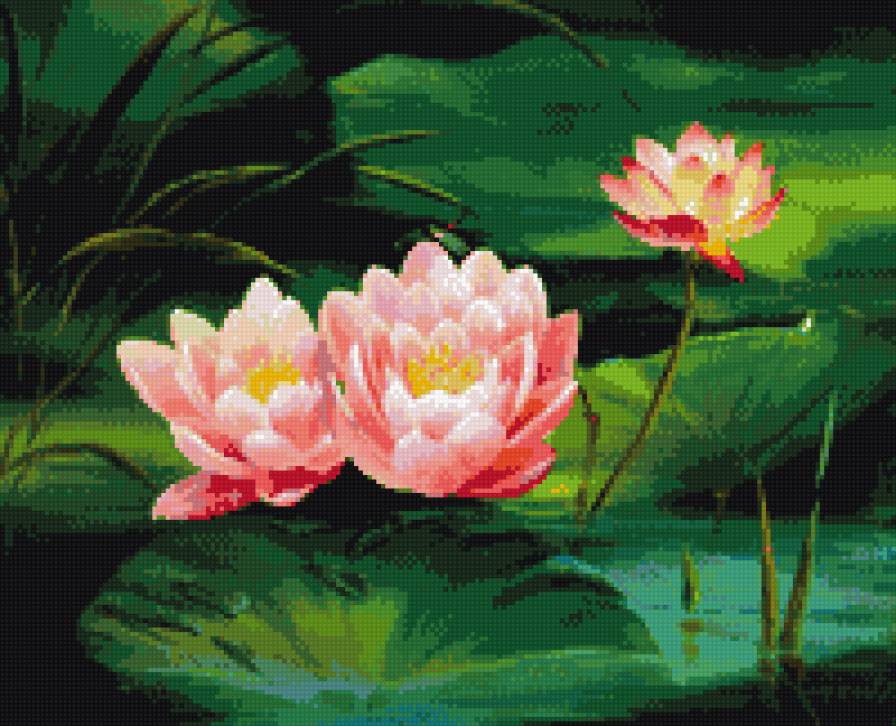 Лотосы - цветы, лотосы - предпросмотр