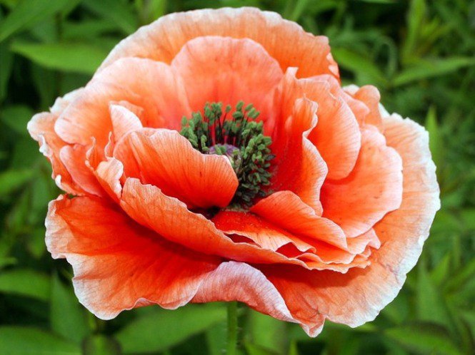 Мак - цветок, мак - оригинал