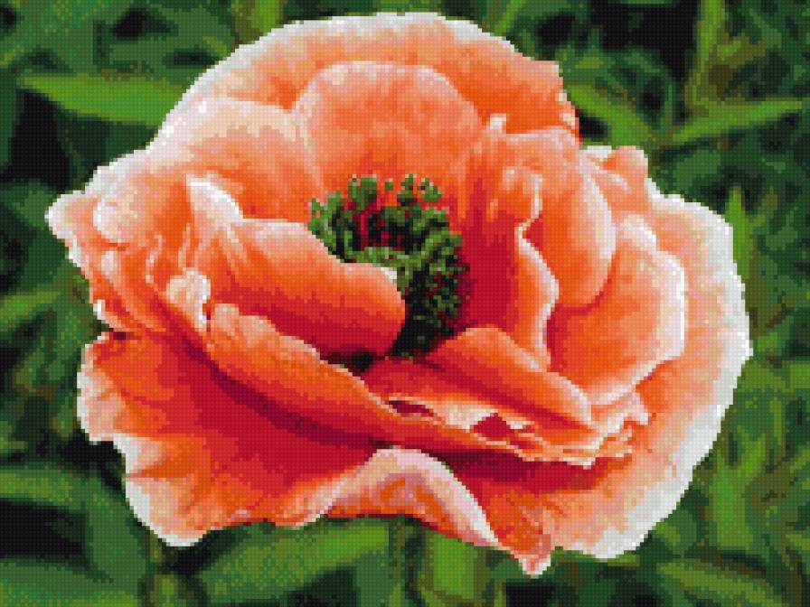 Мак - цветок, мак - предпросмотр