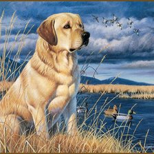 Схема вышивки «Лабрадор»
