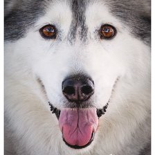 Схема вышивки «137»