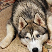 Схема вышивки «139»