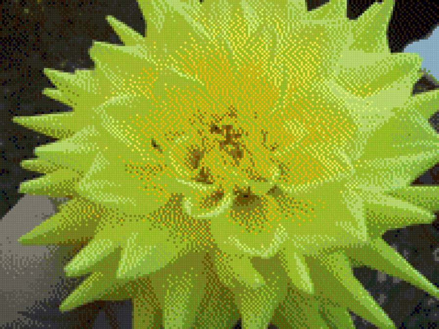 георгин - предпросмотр