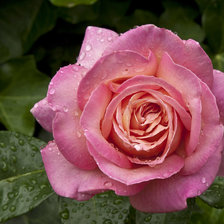 Схема вышивки «№980510»