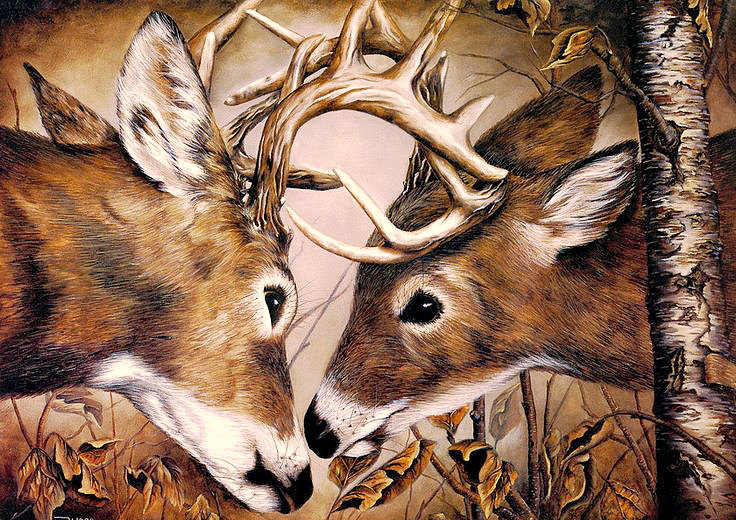 Серия "Дикая природа" - оригинал