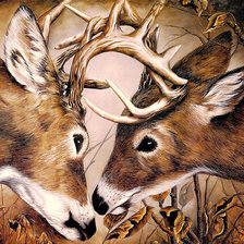 Схема вышивки «Серия "Дикая природа"»