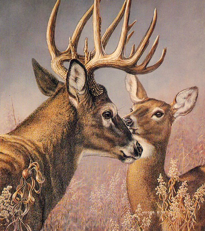 Серия "Лесные жители" - оригинал