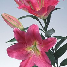 Схема вышивки «Лилии»