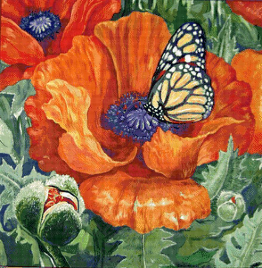 мак - цветы, бабочка - предпросмотр