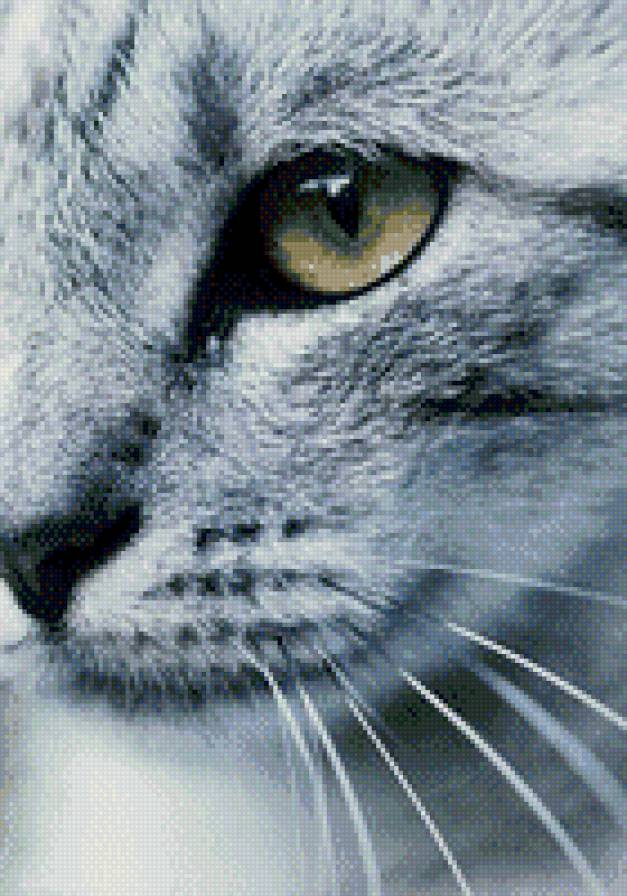 №981076 - котенок, животные, звери, кошки - предпросмотр