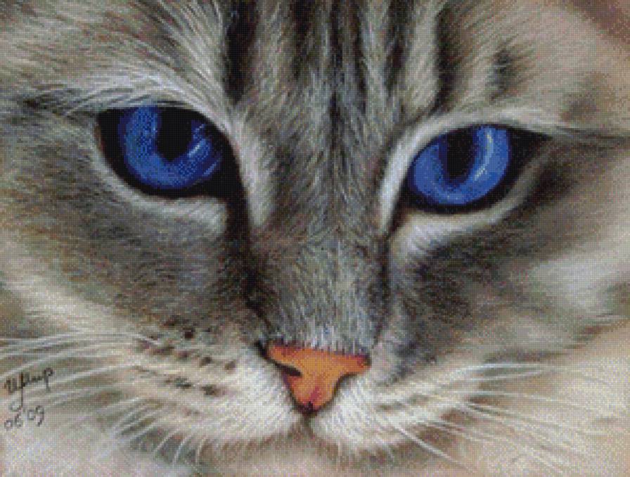 голубоглазка - кот, кошка - предпросмотр