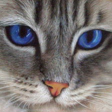 Схема вышивки «голубоглазка»