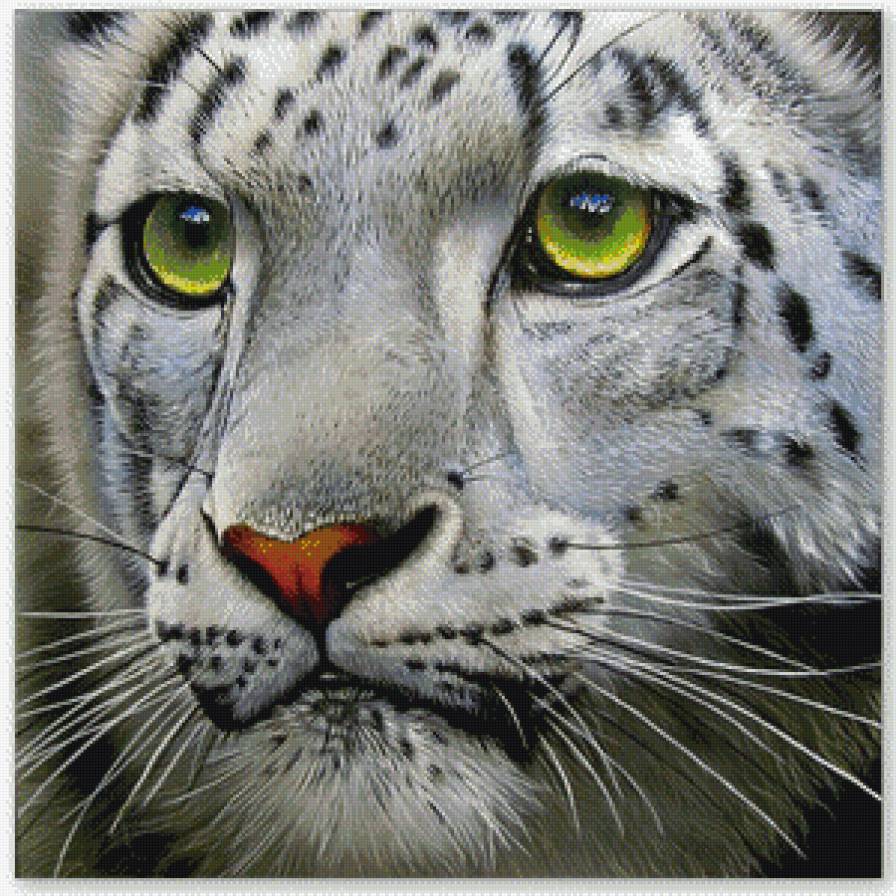 белый барс - барс, хищник - предпросмотр