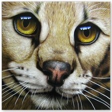 Схема вышивки «милая мордашка»