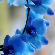 Схема вышивки «№981251»