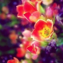 Схема вышивки «№981255»