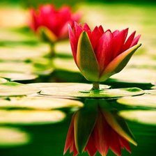 Схема вышивки «№981258»