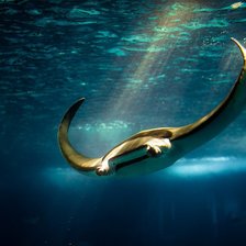 Схема вышивки «скат»