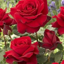 Схема вышивки «№981380»