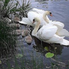 Схема вышивки «Семья лебелей»