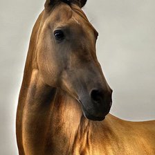 Схема вышивки «№981424»