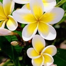 Схема вышивки «№981485»