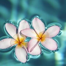 Схема вышивки «№981492»