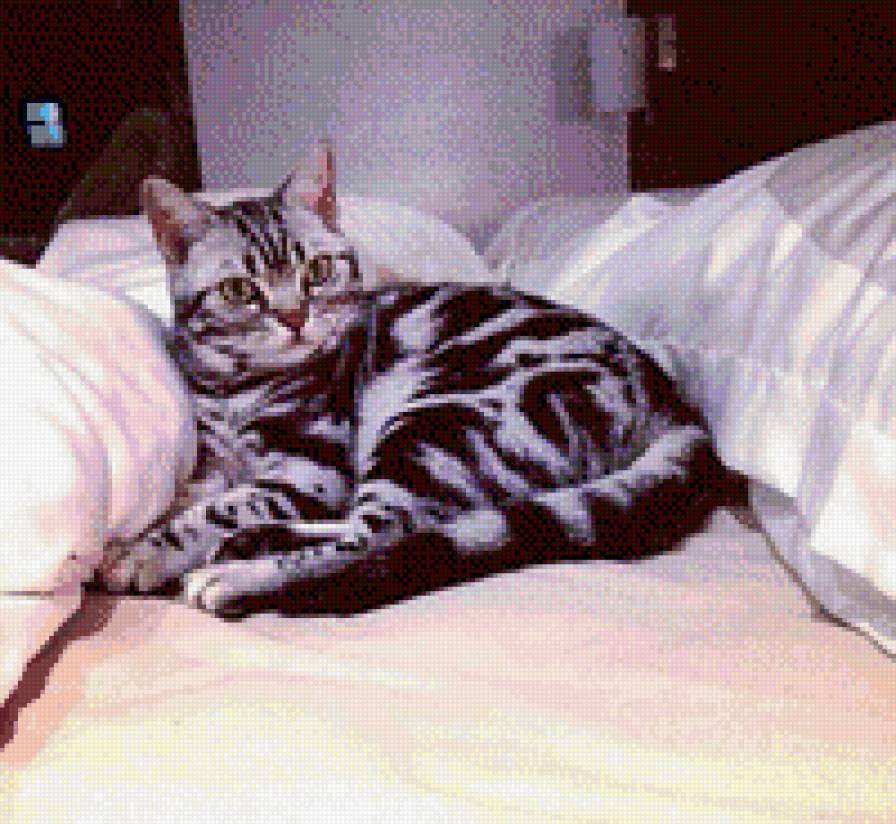 №981496 - животные, котенок, кошки, звери - предпросмотр