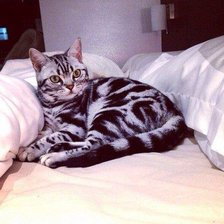 Схема вышивки «№981496»